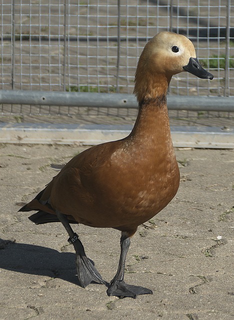 程度